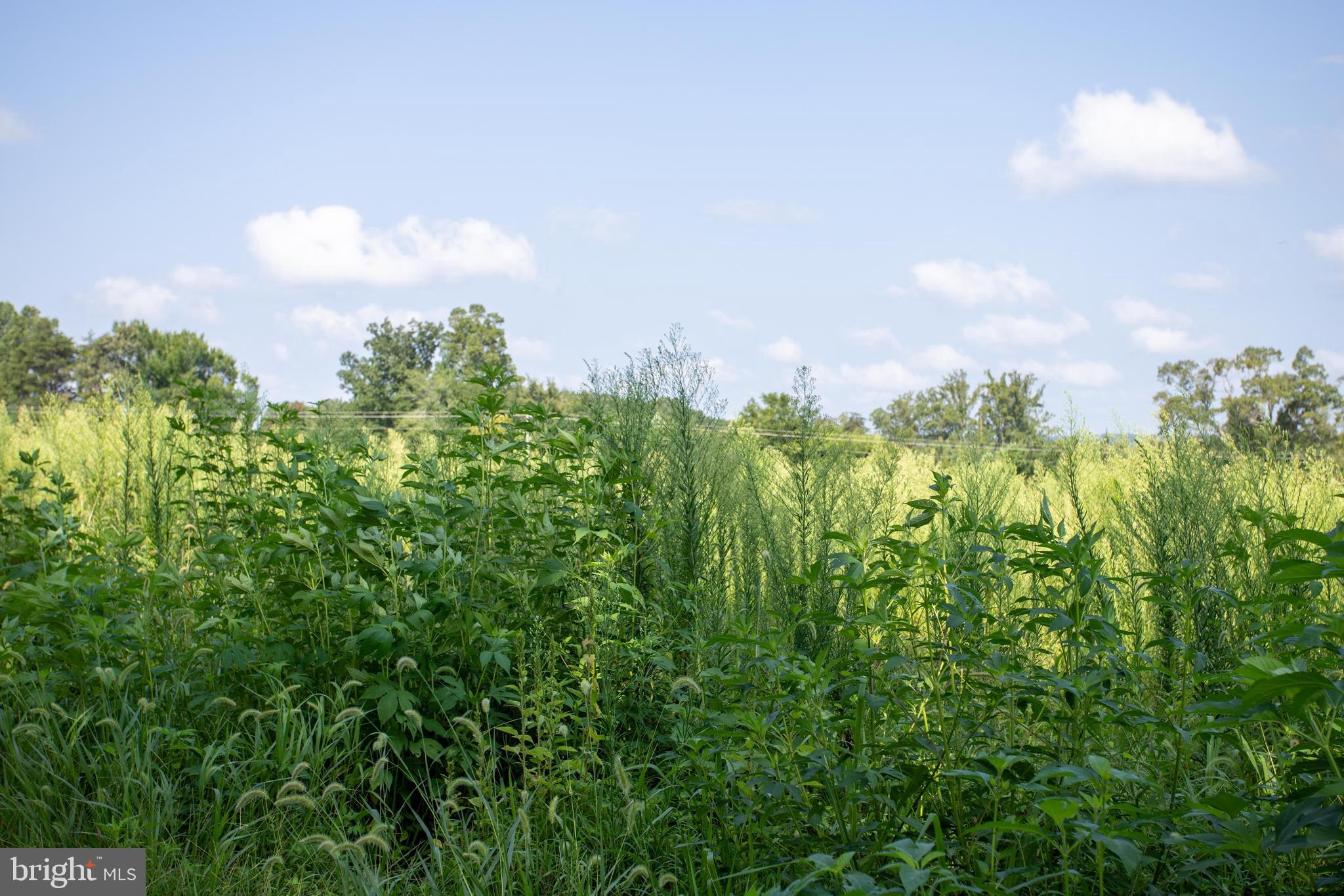 Tbd Old Well Road, Unit LOT 7 Phenix, VA 23959 - Photo 17 of 24