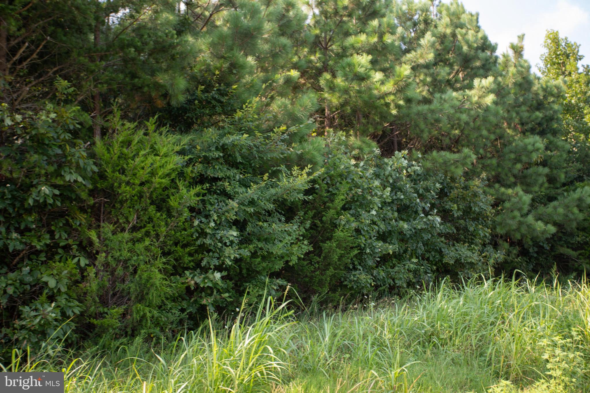 Tbd Old Well Road, Unit LOT 7 Phenix, VA 23959 - Photo 18 of 24