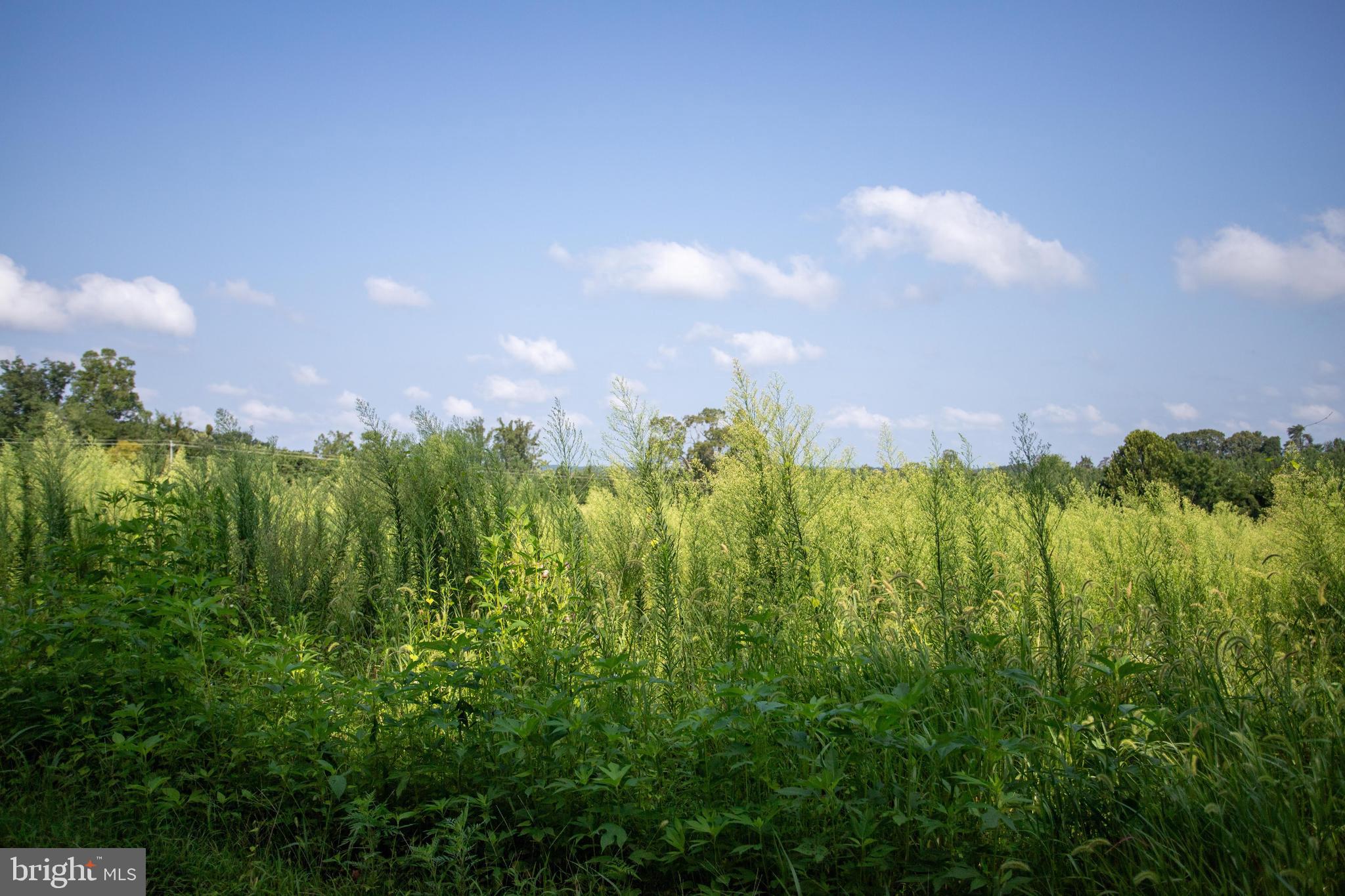 Tbd Old Well Road, Unit LOT 7 Phenix, VA 23959 - Photo 2 of 24