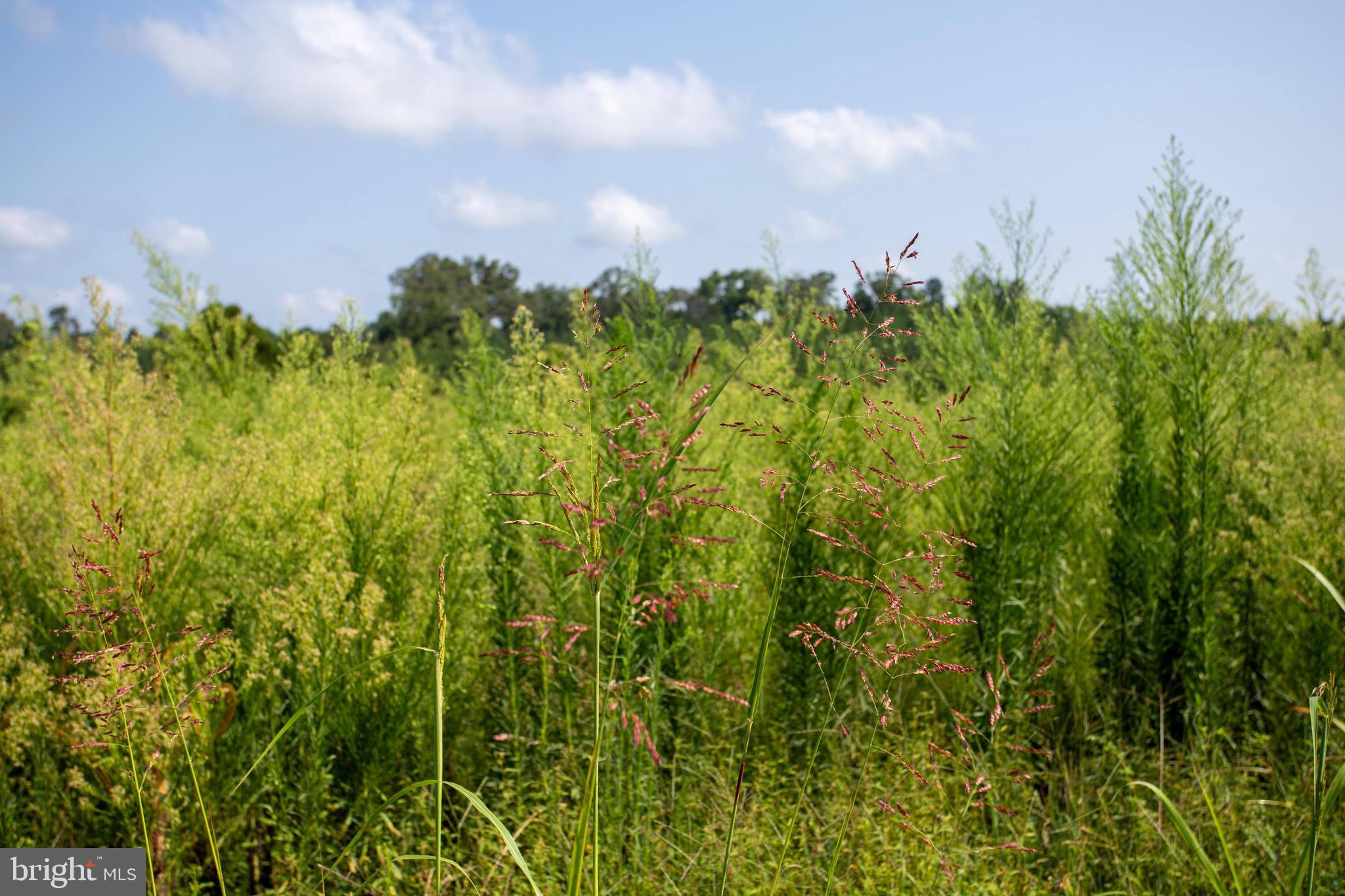 Tbd Old Well Road, Unit LOT 7 Phenix, VA 23959 - Photo 21 of 24