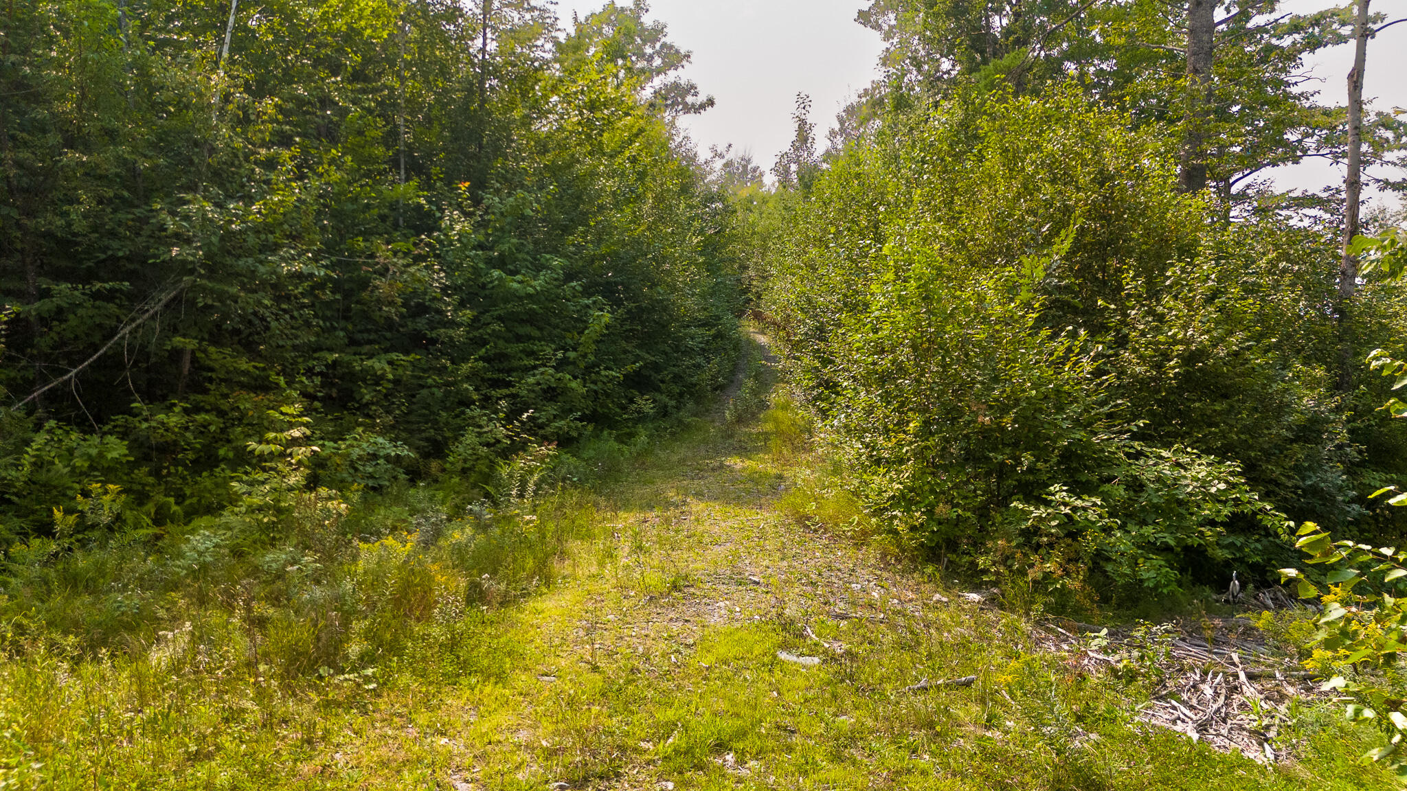 Lot9 Lot9 Bear Brook Sebec, ME 04481 - Photo 12 of 17 DJI_20240813135404_0608_D