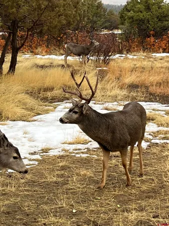 $679,000 | 504 D Bar K Drive, Durango, CO 81301