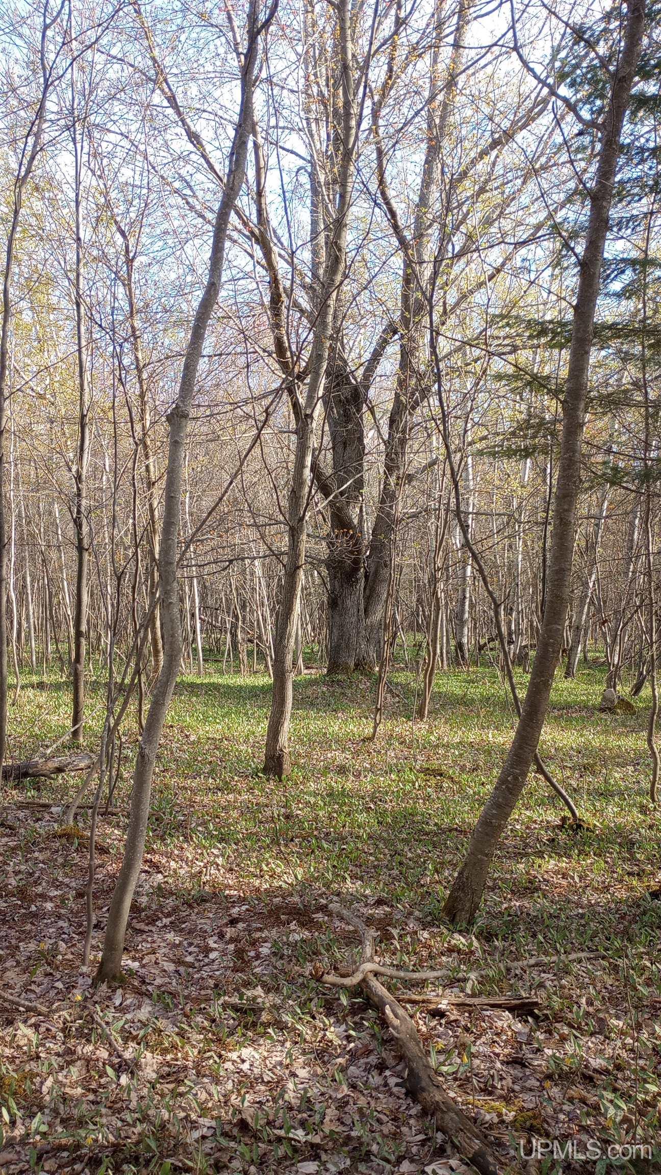 22164 East Webb Road Grand Marais, MI 49839 - Photo 14 of 16 Gallery Image 14