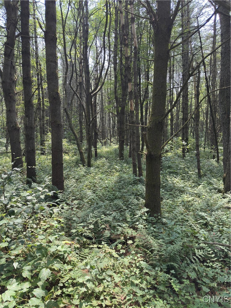 Hall Road Cold Brook, NY 13324 - Photo 11 of 13