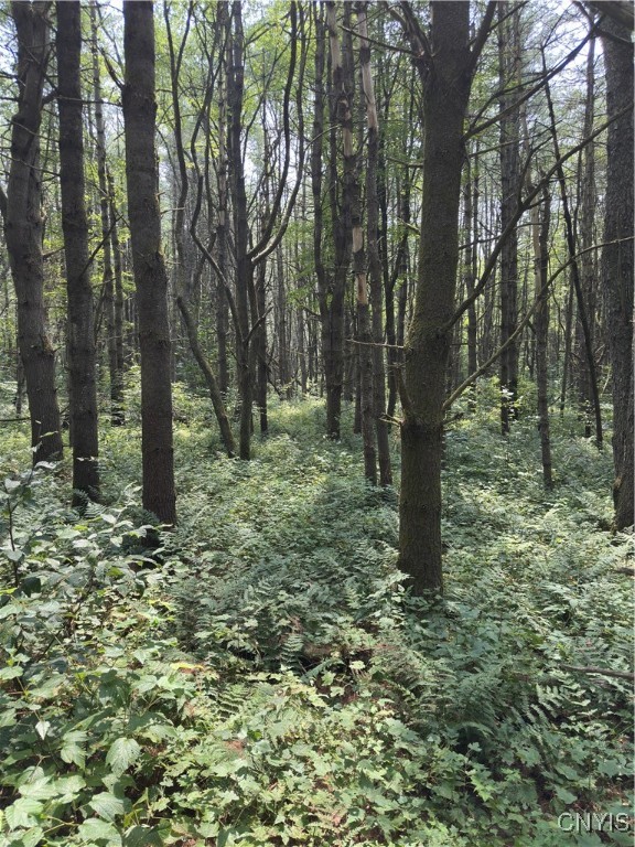 Hall Road Cold Brook, NY 13324 - Photo 11 of 13