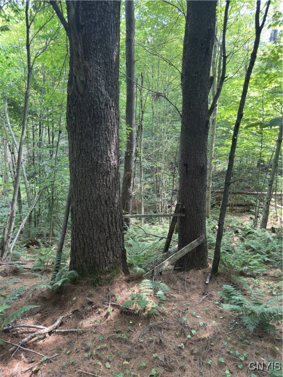 Hall Road Cold Brook, NY 13324 - Photo 12 of 13