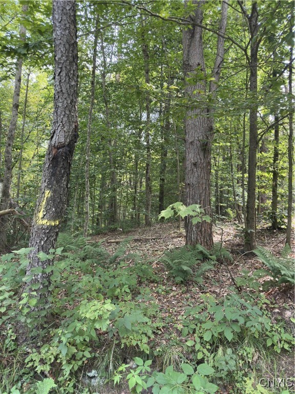 Hall Road Cold Brook, NY 13324 - Photo 4 of 13