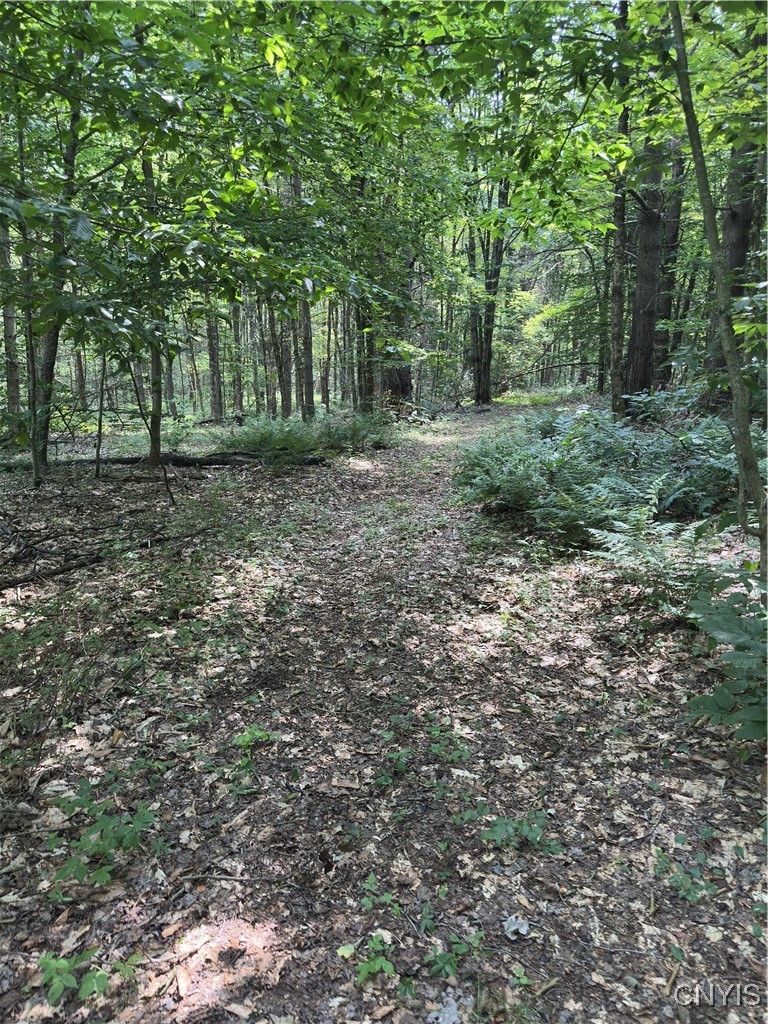 Hall Road Cold Brook, NY 13324 - Photo 5 of 13