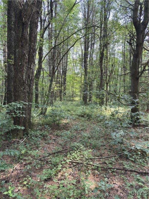 Hall Road Cold Brook, NY 13324 - Photo 8 of 13