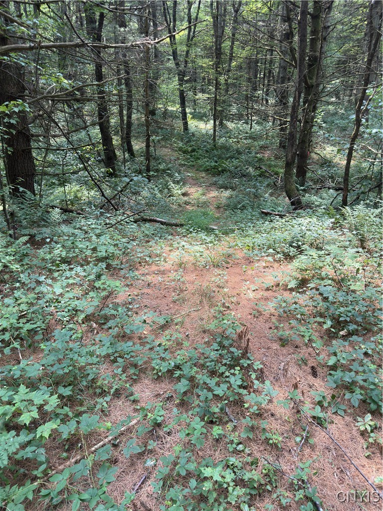 Hall Road Cold Brook, NY 13324 - Photo 9 of 13