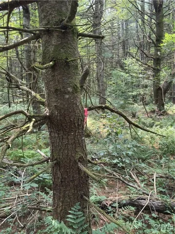 $98,500 | Hall Road, Cold Brook, NY 13324