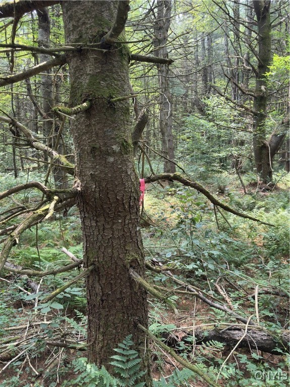 Hall Road Cold Brook, NY 13324 - Photo 10 of 13