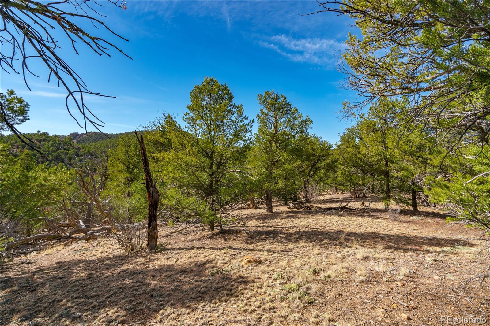 Lot 10 Prairie Dog Road Cotopaxi, CO 81223 - Photo 8 of 20 a view of backyard and tree