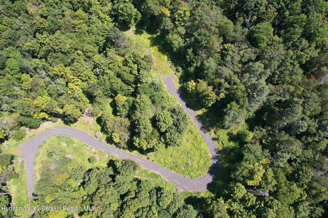 a view of a forest with a tree
