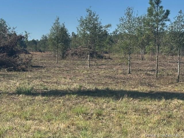 0 Conway Rosteet Road Ragley, LA 70657 - Photo 6 of 15