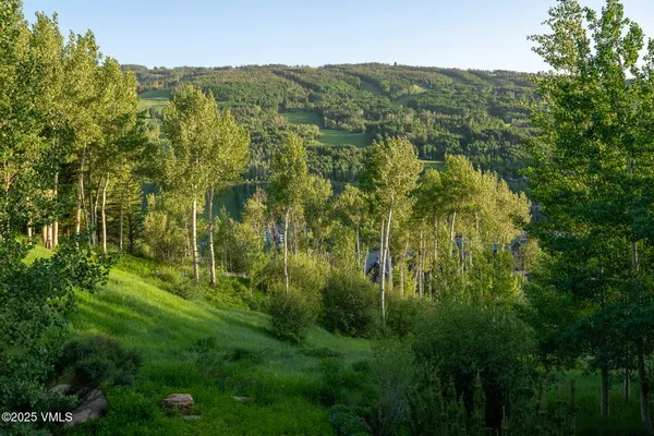 a view of a lush green forest with a mountain
