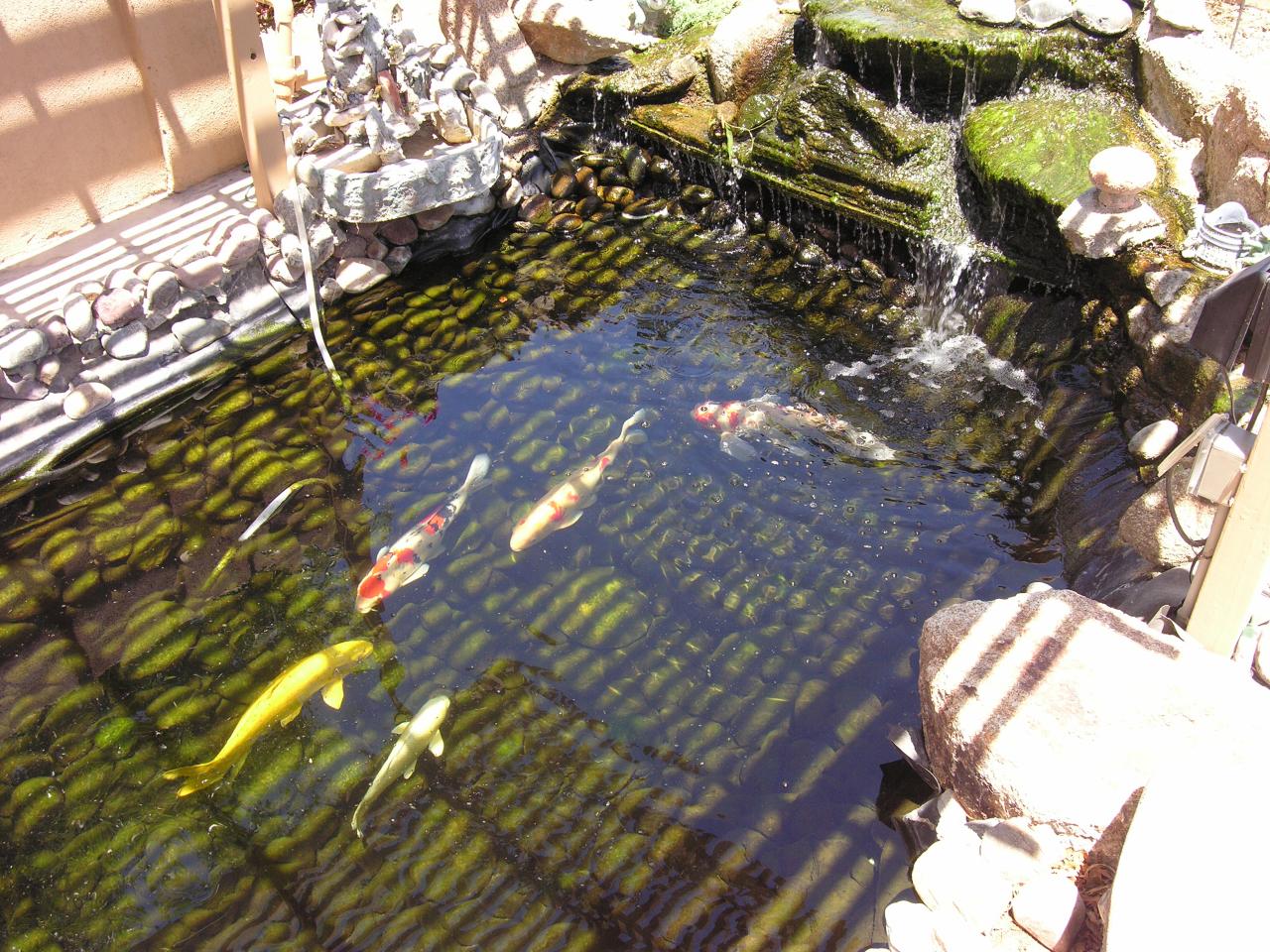 17920 West Narramore Road Goodyear, AZ 85338 - Photo 22 of 27 Large Shaded Koi Pond