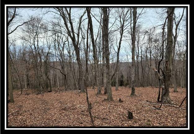 0 Black Run Road, Unit TRACT 8) Chillicothe, OH 45601 - Photo 43 of 47 image045
