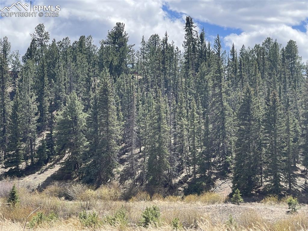 0 Wildhorn Road Florissant, CO 80816 - Photo 2 of 8 a view of a forest