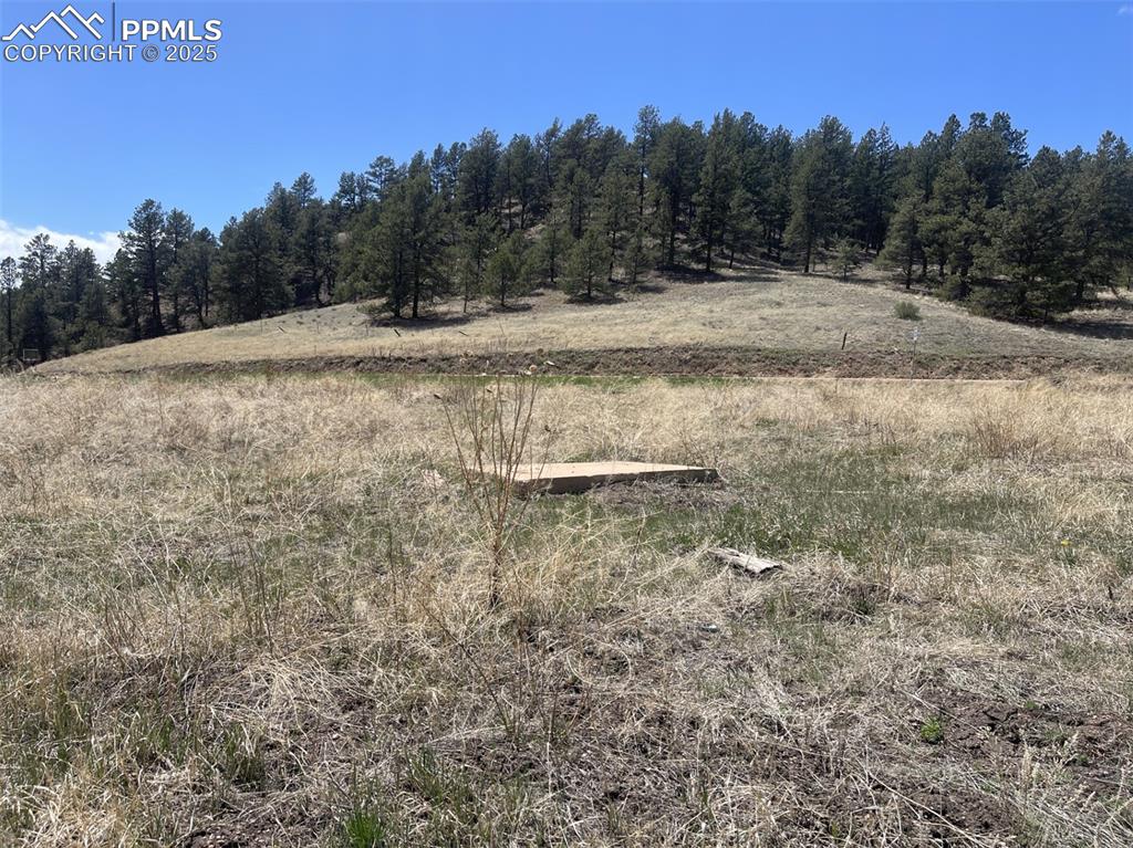 0 Wildhorn Road Florissant, CO 80816 - Photo 6 of 8 a view of a dry yard with trees in the background