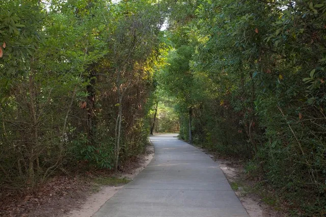 a view of a city street from a forest