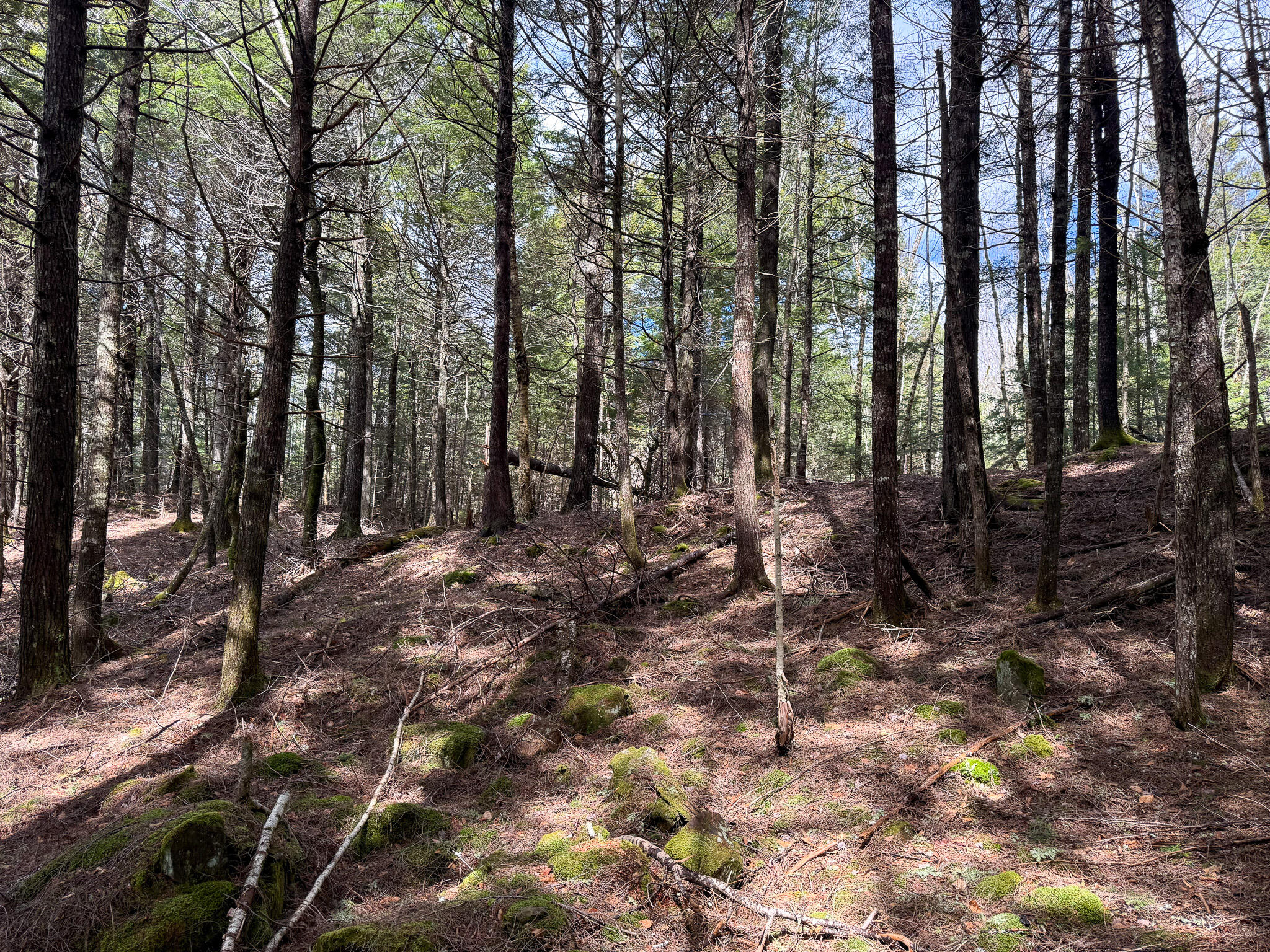 X Smith Cv Road Cathance Township, ME 04657 - Photo 4 of 7 4