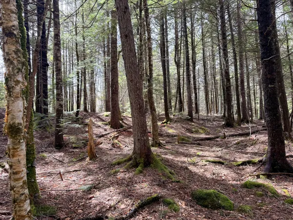 $145,500 | X Smith Cv Road, Cathance Township, ME 04657