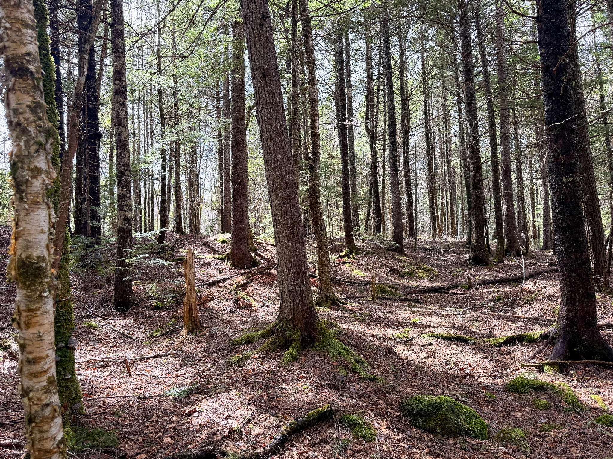 X Smith Cv Road Cathance Township, ME 04657 - Photo 5 of 7 5