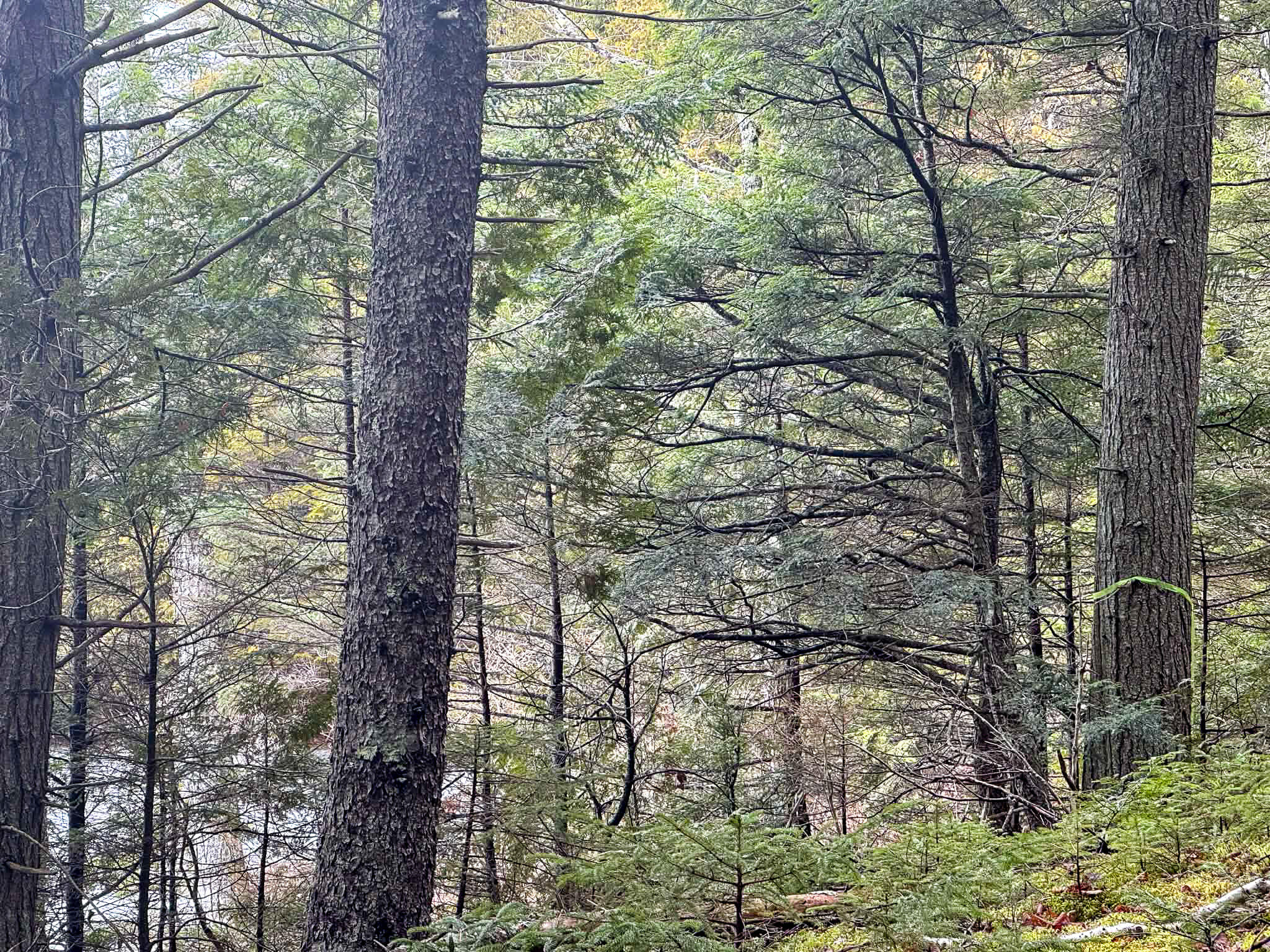 X Smith Cv Road Cathance Township, ME 04657 - Photo 5 of 7 d766e661-6622-40e5-b7c6-87346ede1f87