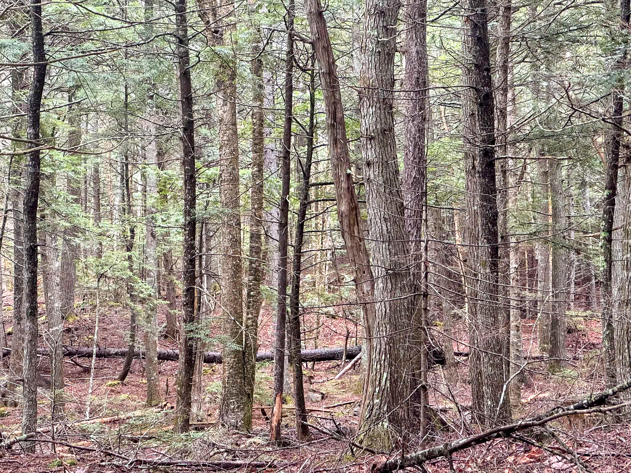 X Smith Cv Road Cathance Township, ME 04657 - Photo 6 of 7 f3a2d0bb-c29d-471a-a8c9-a27f22738221