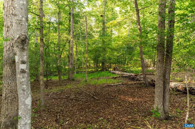 a view of a forest with trees in the background