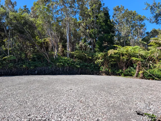 a view of a garden with a tree