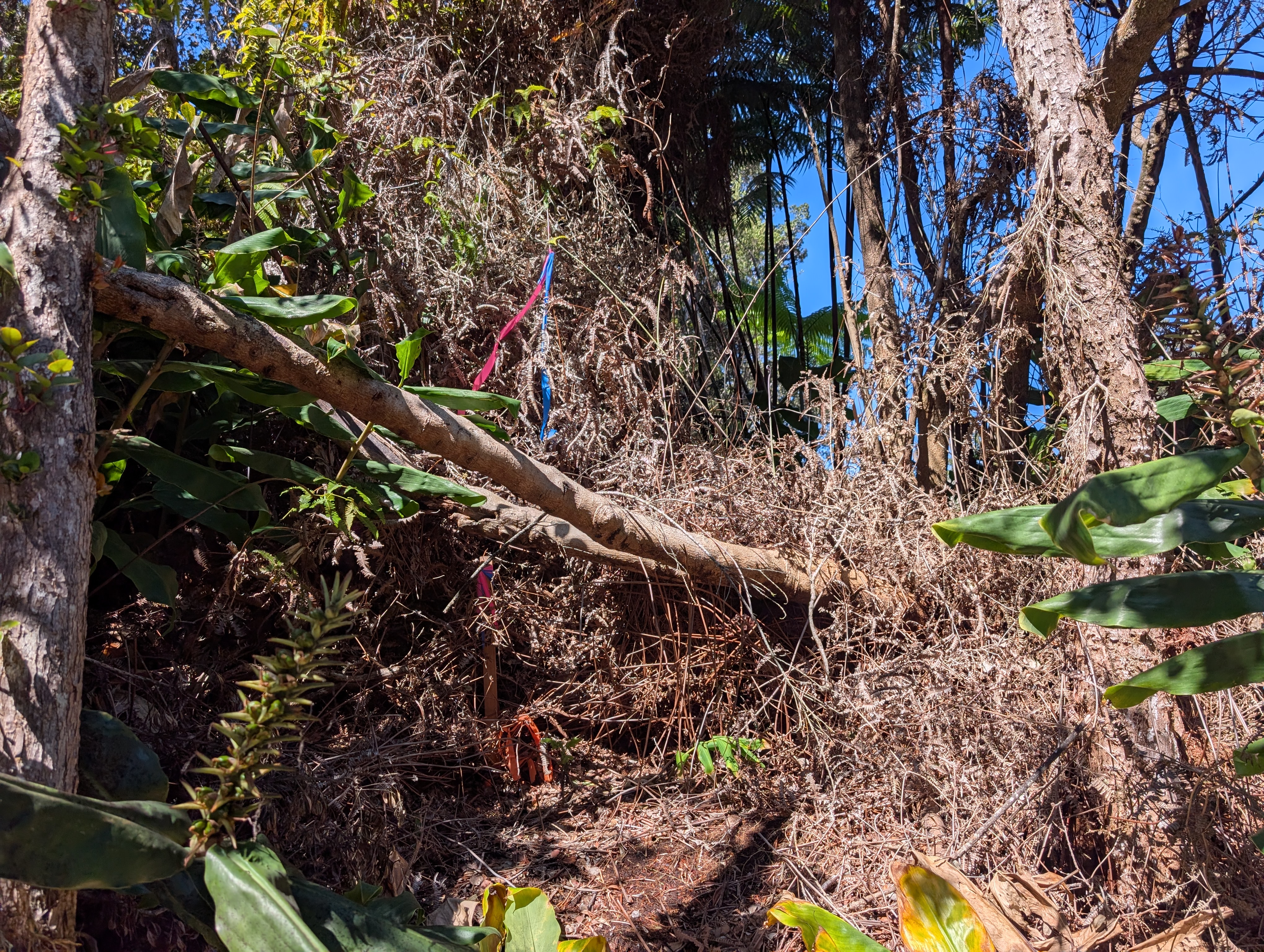 19-3944 Kilinoe Volcano, HI 96785 - Photo 10 of 10