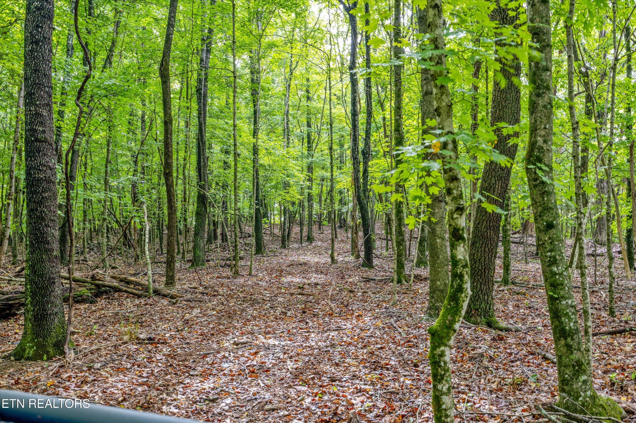 0 Sugarlimb Road Loudon, TN 37774 - Photo 5 of 13 Gallery Image 5