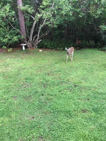 a view of a backyard