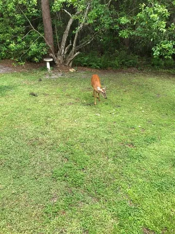 a view of a garden with a bench