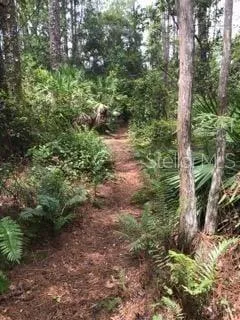 a view of a forest filled with trees