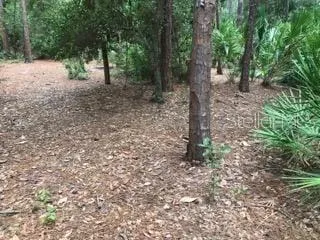 a view of a forest with trees in the background
