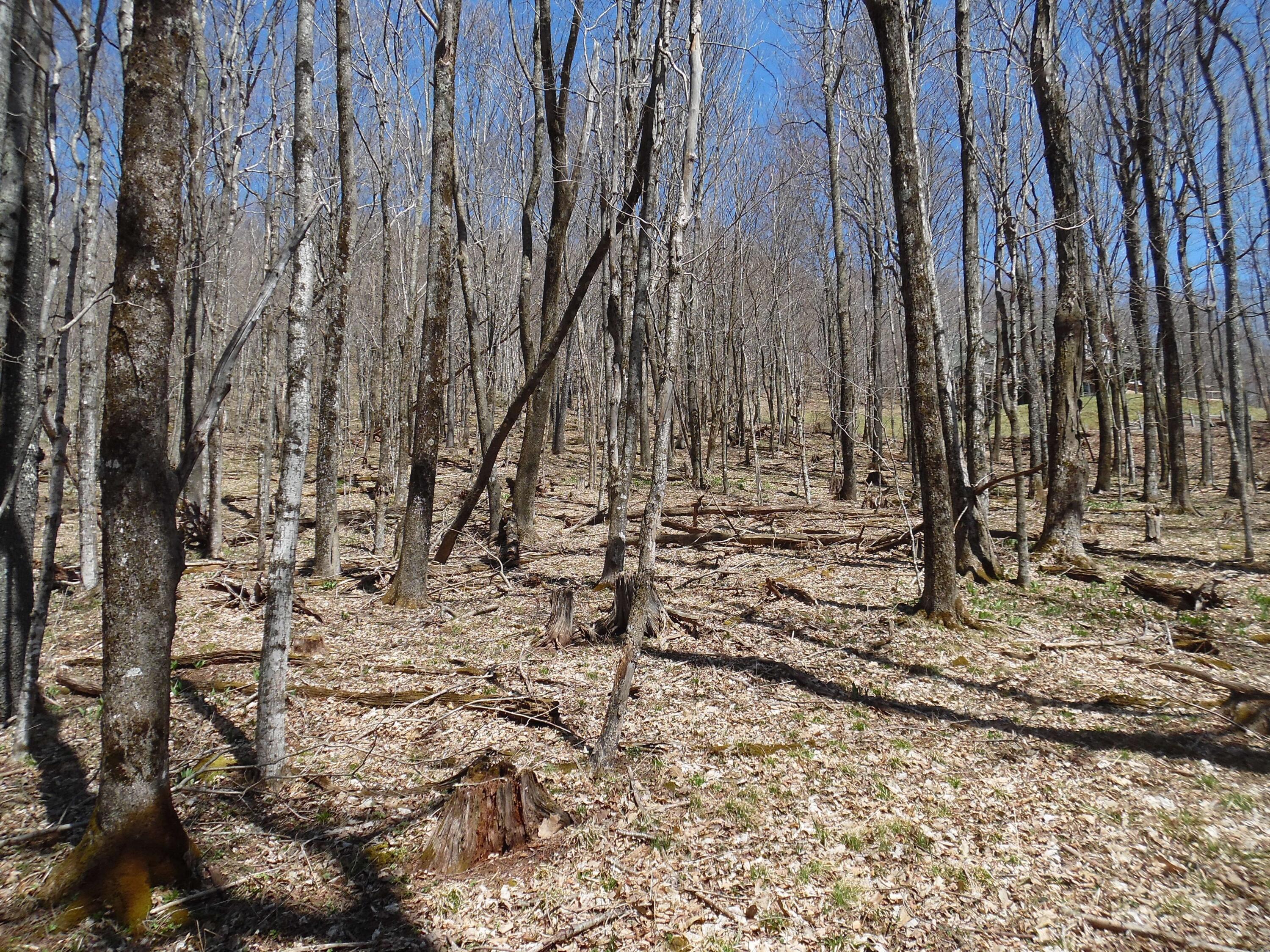 6183 Cass Road Slatyfork, WV 26209 - Photo 10 of 16 Gallery Image 10