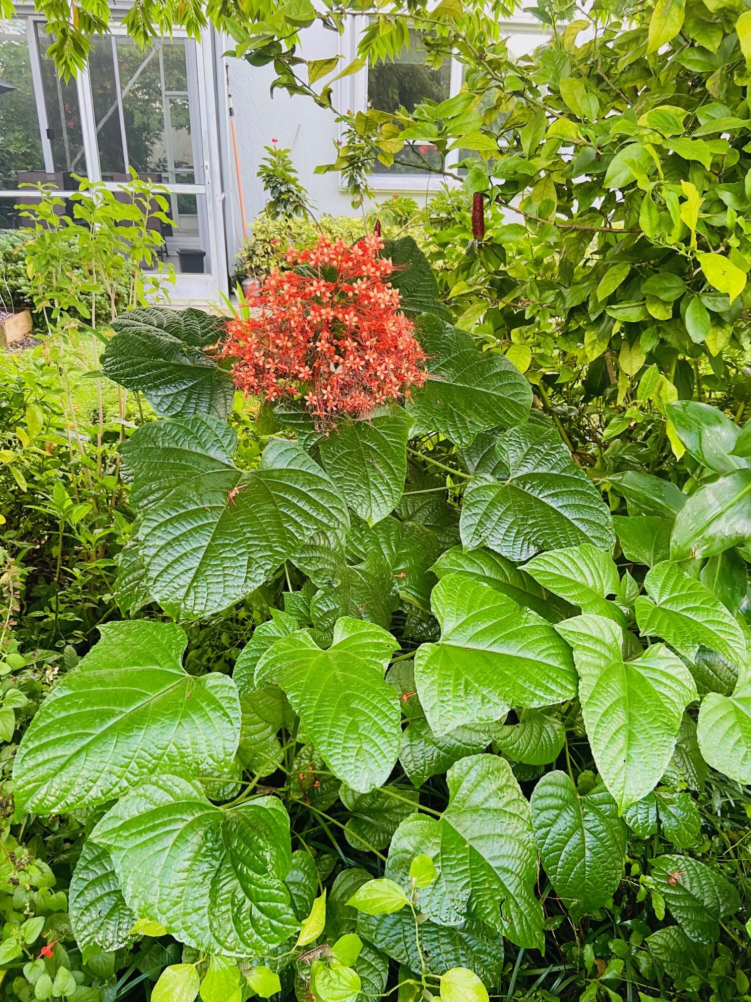 7864 Travelers Tree Drive Boca Raton, FL 33433 - Photo 54 of 85 19 pagoda flowers