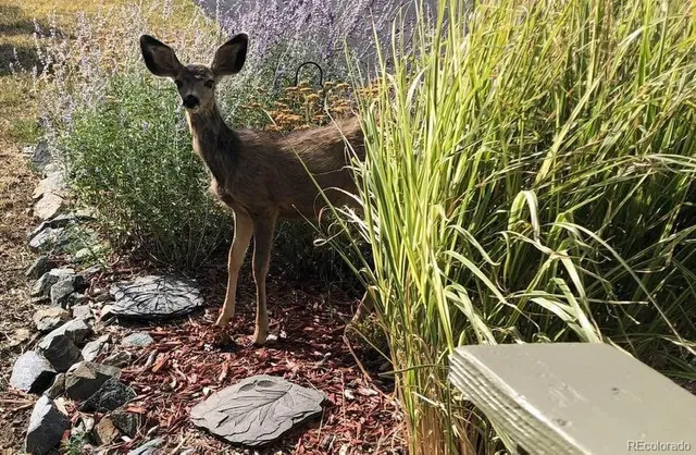 a view of a bathtub in a yard