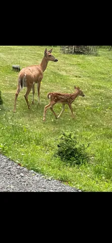 $386,000 | 3124 Fern Road, Pocono Summit, PA 18346