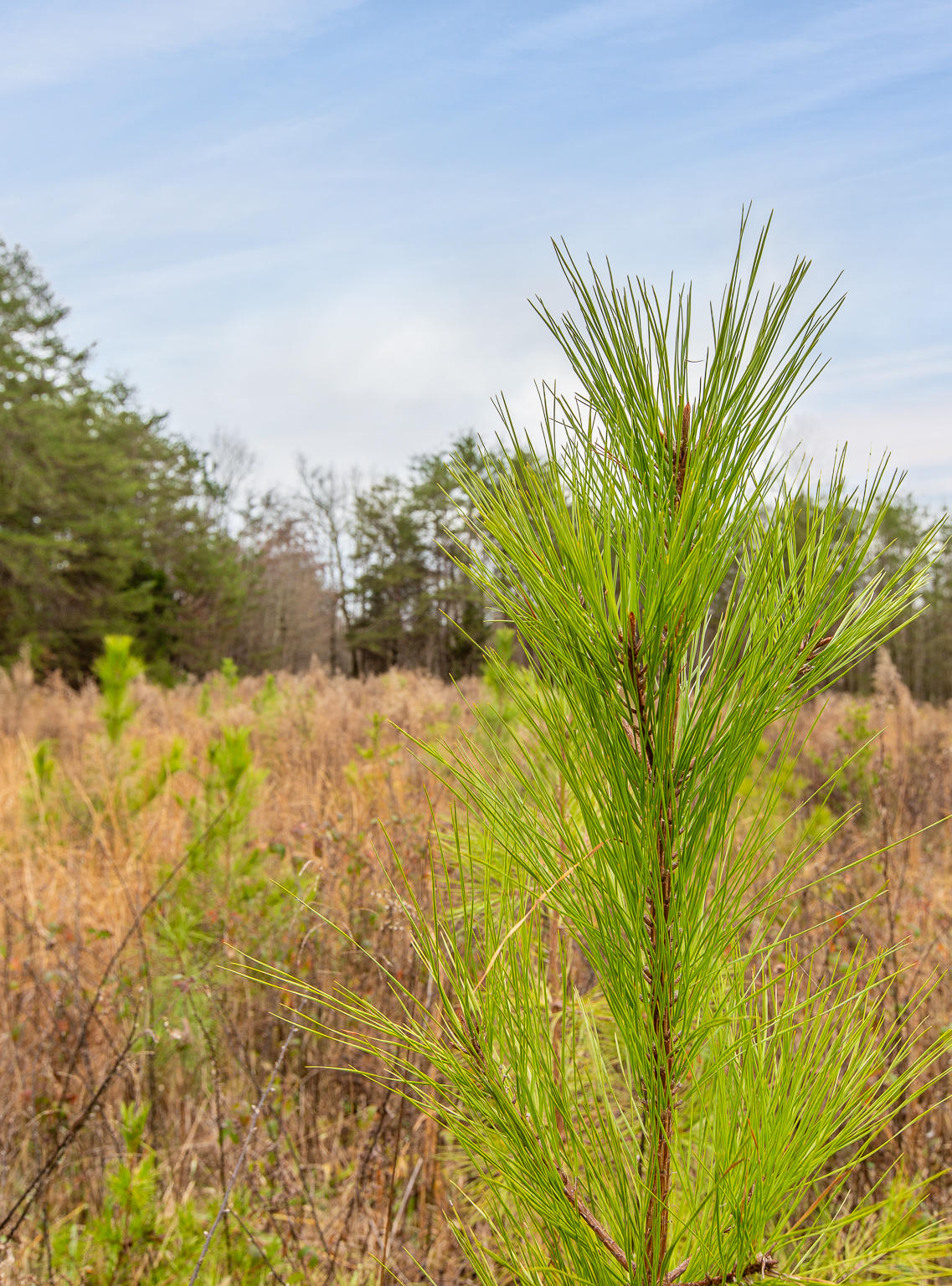 0 County Road 756 Road Riceville, TN 37370 - Photo 12 of 14 Acreage