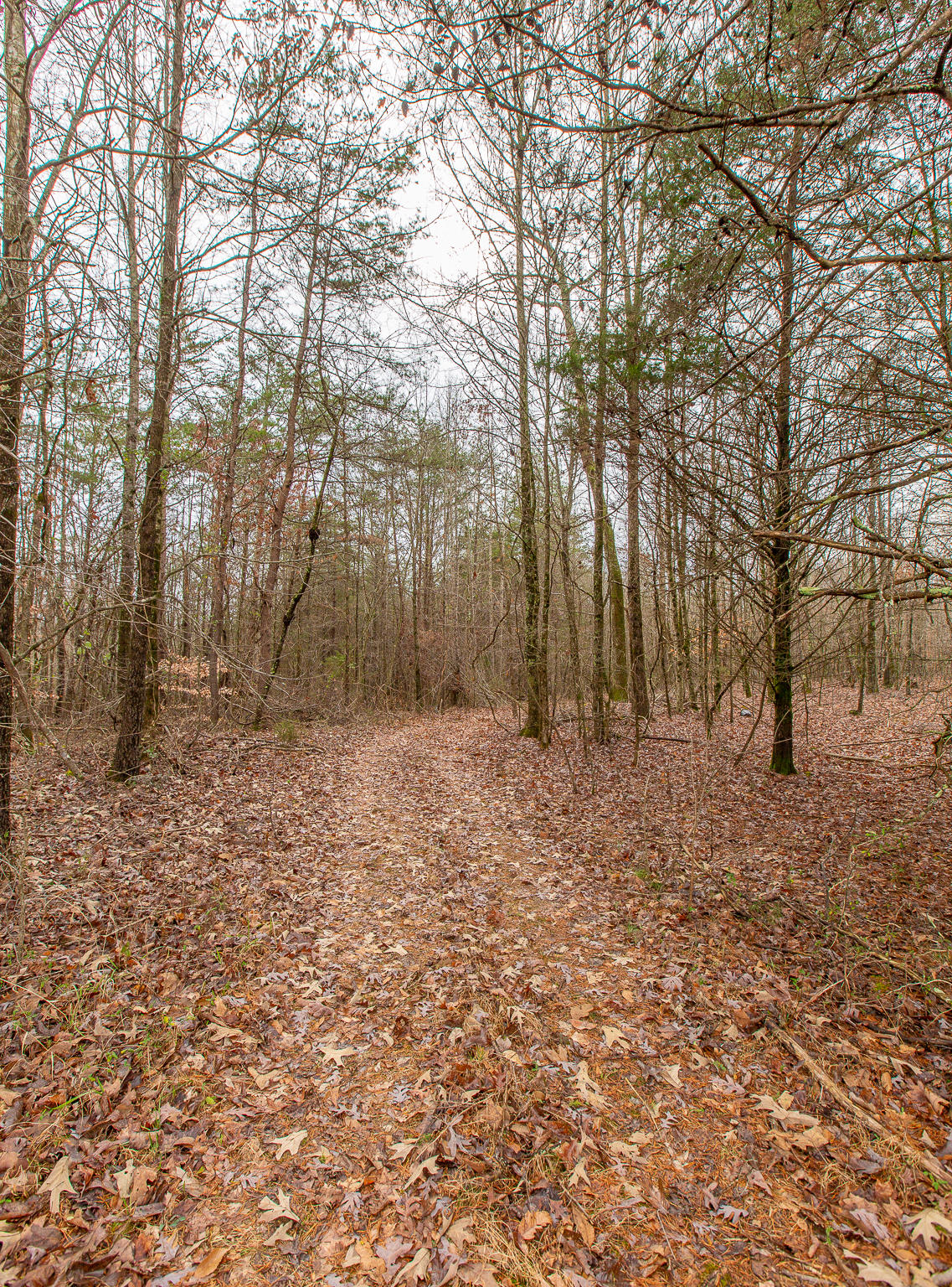 0 County Road 756 Road Riceville, TN 37370 - Photo 5 of 14 Acreage