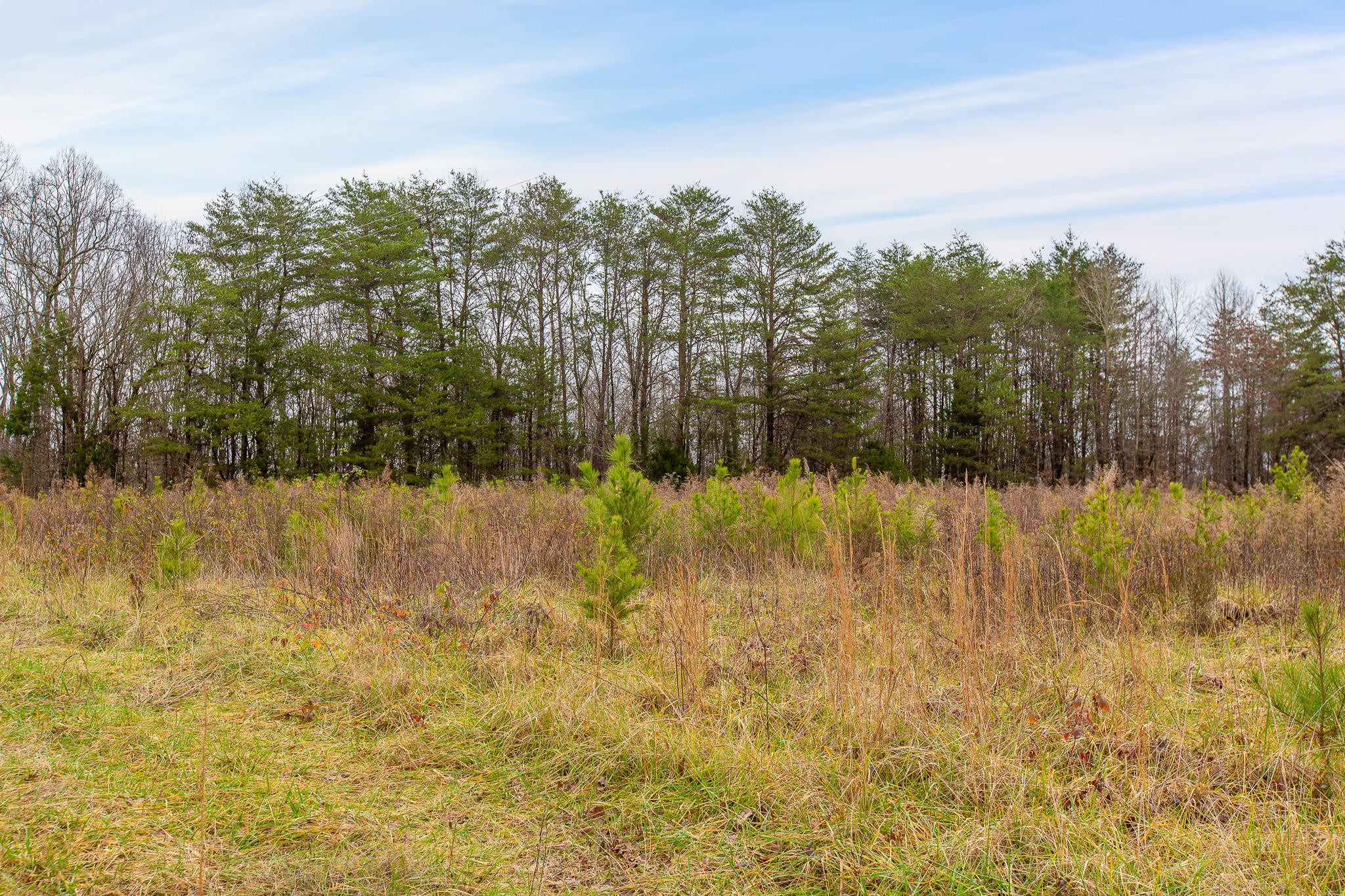 0 County Road 756 Road Riceville, TN 37370 - Photo 6 of 14 Acreage
