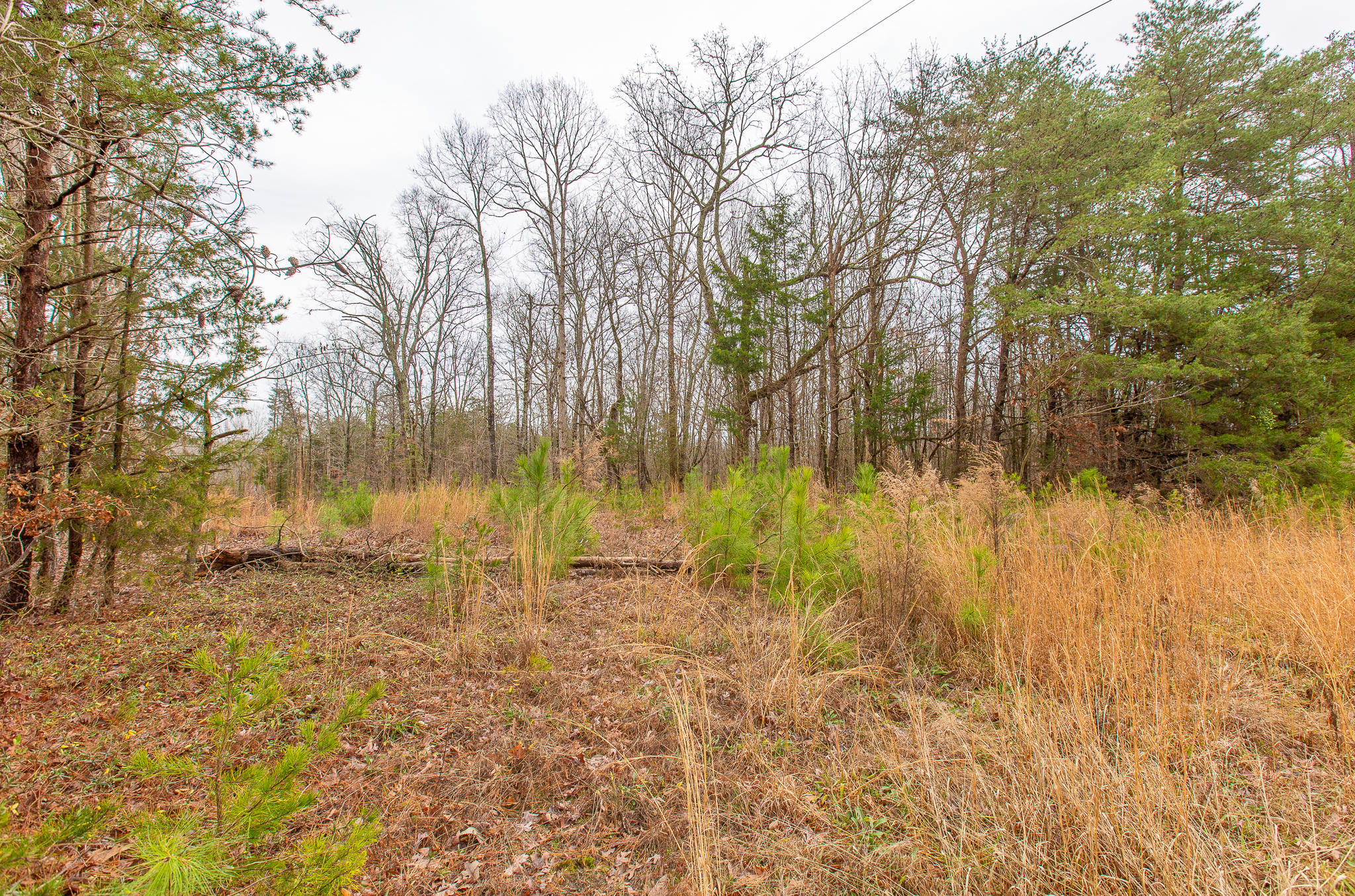 0 County Road 756 Road Riceville, TN 37370 - Photo 7 of 14 Acreage