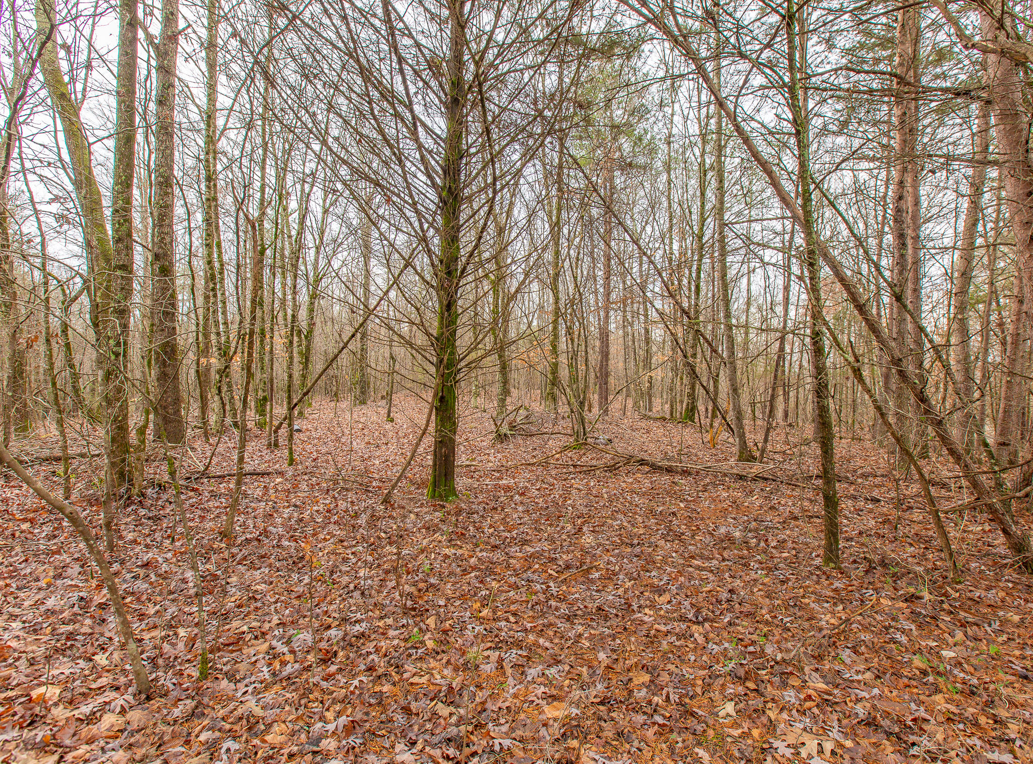 0 County Road 756 Road Riceville, TN 37370 - Photo 9 of 14 Acreage