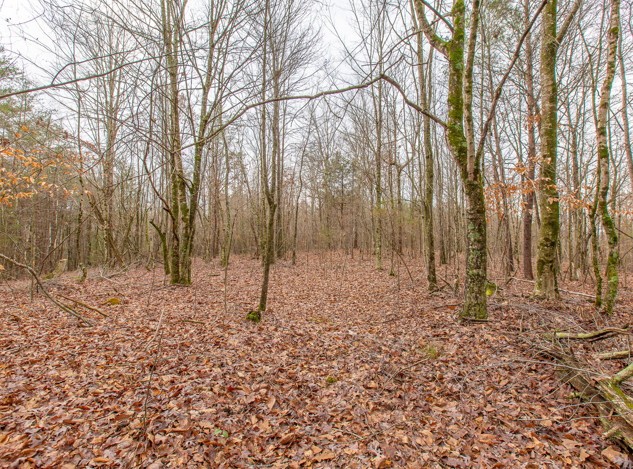 0 County Road 756 Road Riceville, TN 37370 - Photo 10 of 14 Acreage