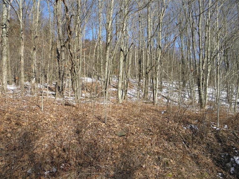 0 County Highway Fly Creek, NY 13337 - Photo 6 of 16