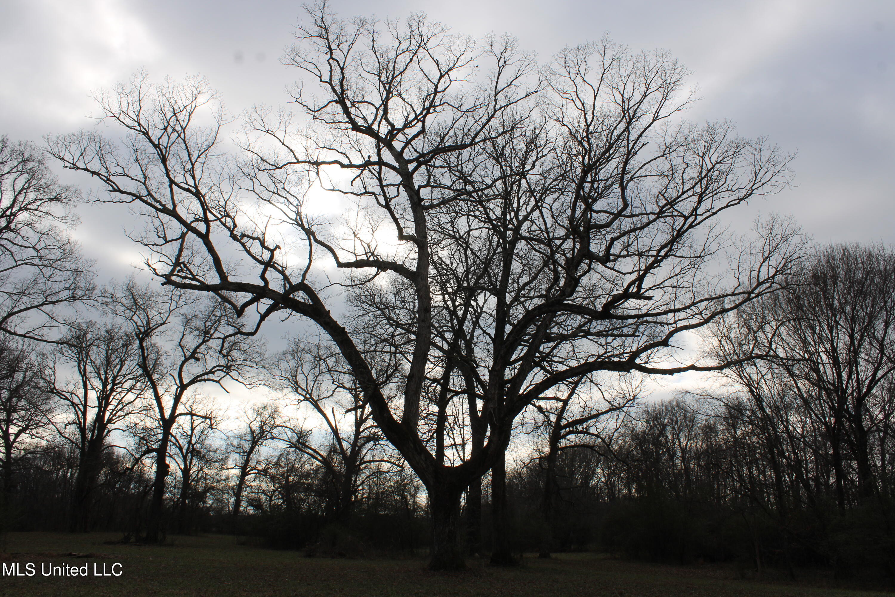 2001 West Oak Grove Road Hernando, MS 38632 - Photo 18 of 44 IMG_5407